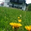 VERDE DE BUCOVINA - imagine 3